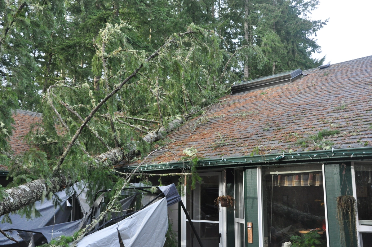 house roof with tree debris from storm